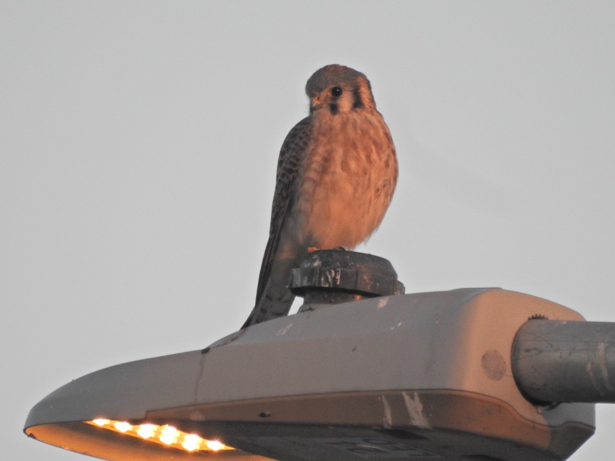 American Kestrel - ML646613764