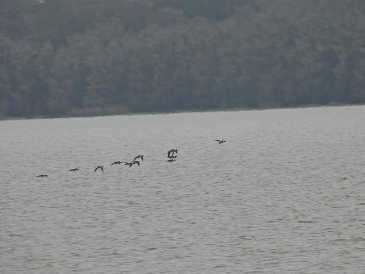 Red-breasted Merganser - ML646613766