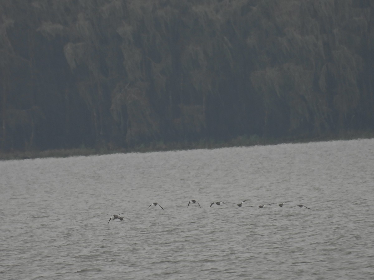 Red-breasted Merganser - ML646613767