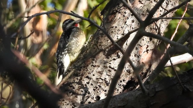 Yellow-bellied Sapsucker - ML646613768