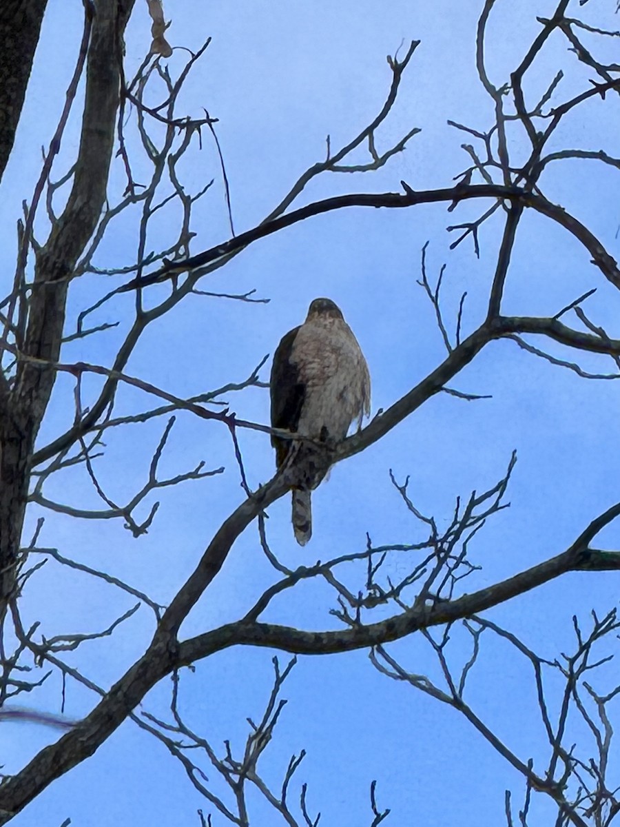 Cooper's Hawk - ML646613769