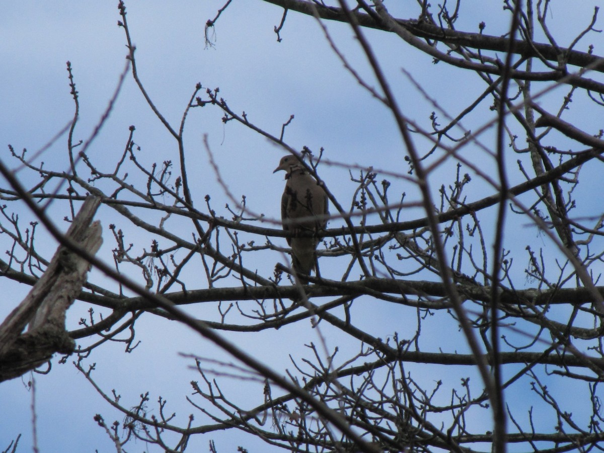 תורית אמריקנית - ML646613770