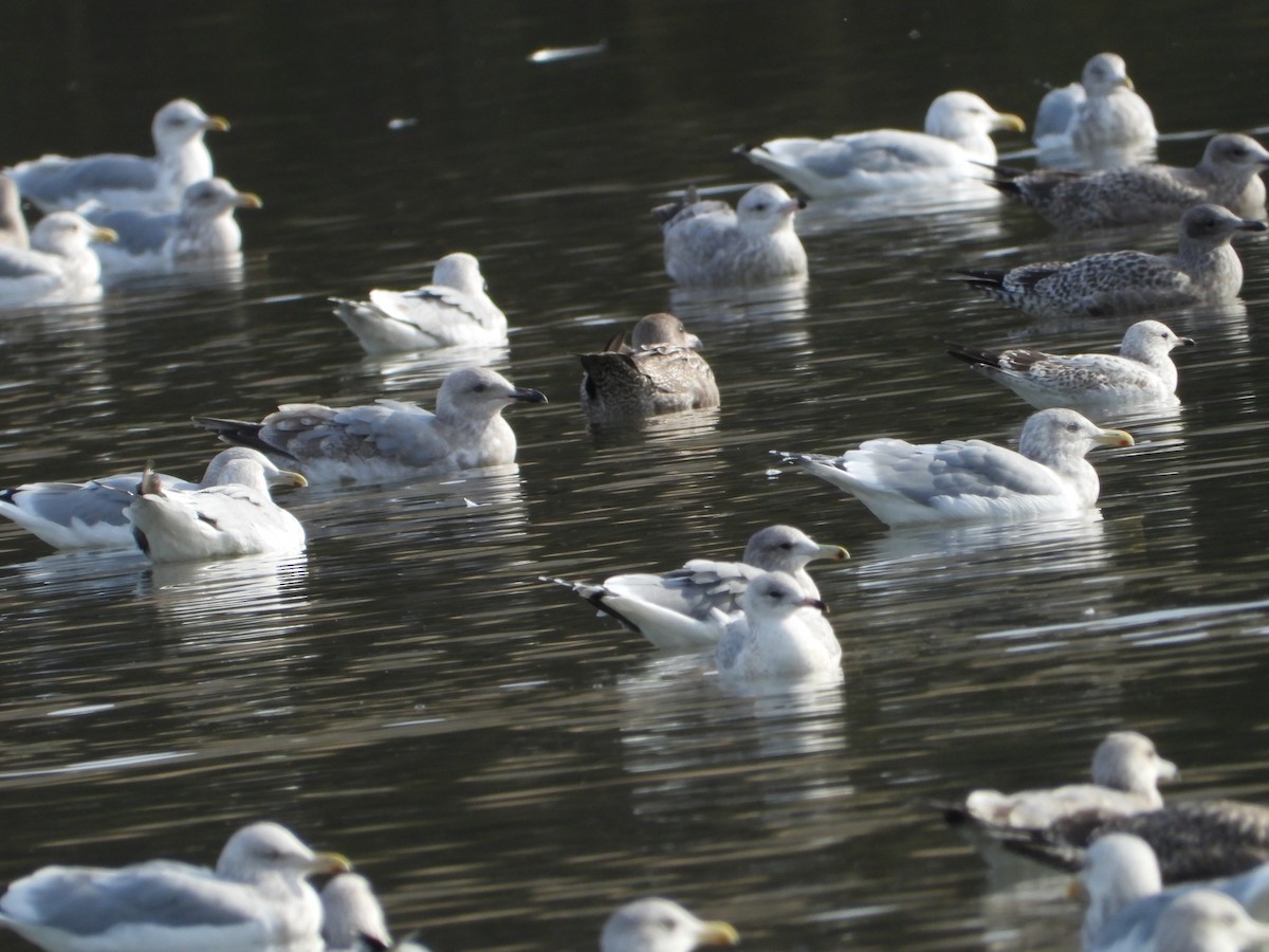 Ring-billed Gull - ML646613776