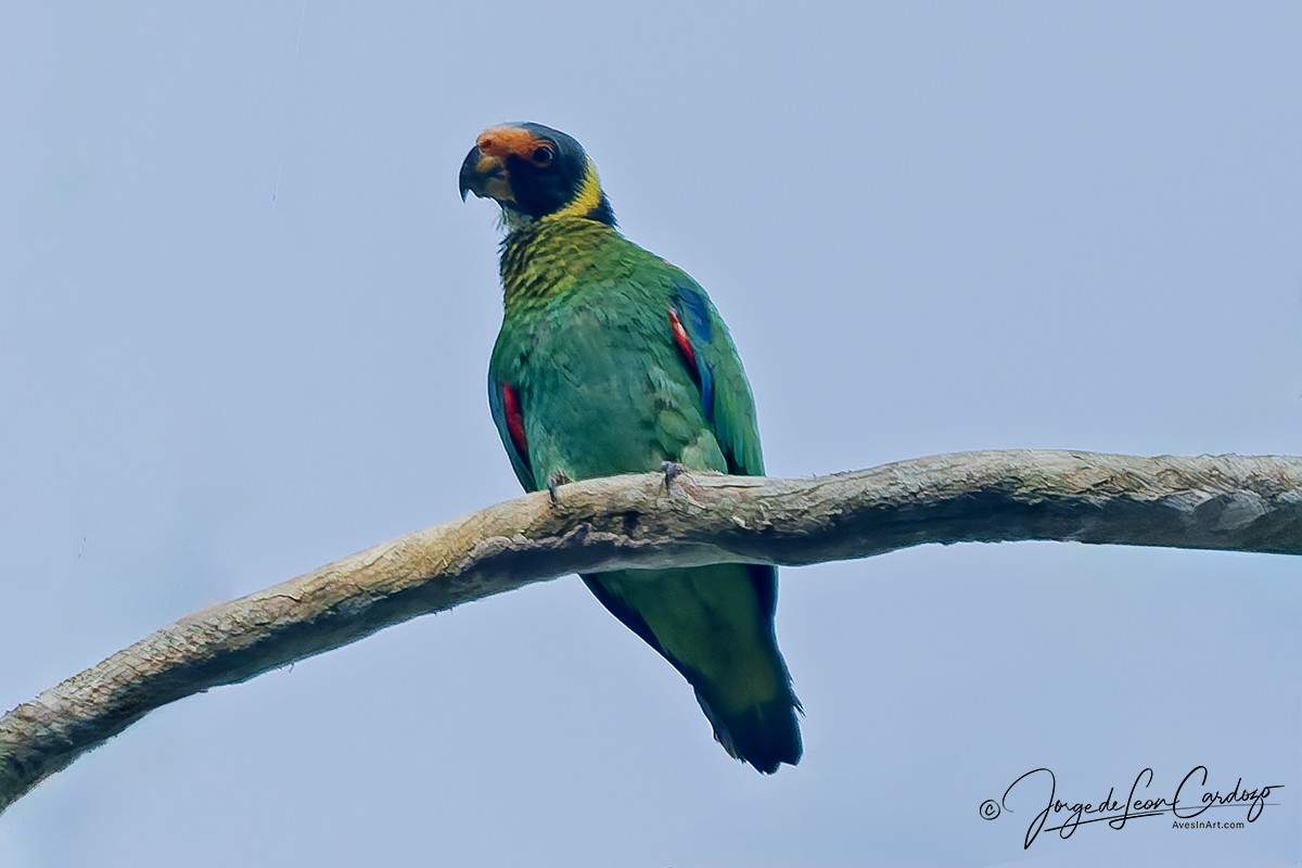 Грифовый лорито - ML646613777