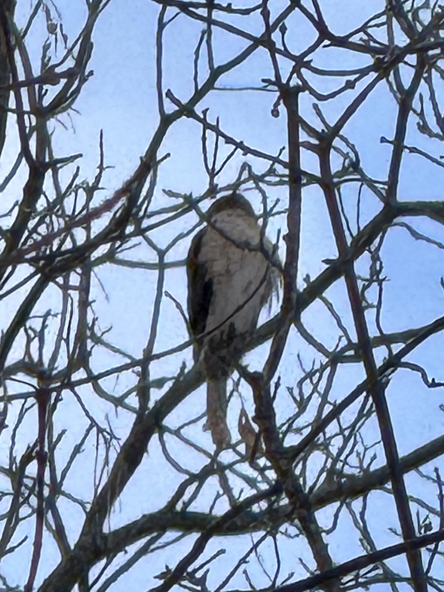 Cooper's Hawk - ML646613778