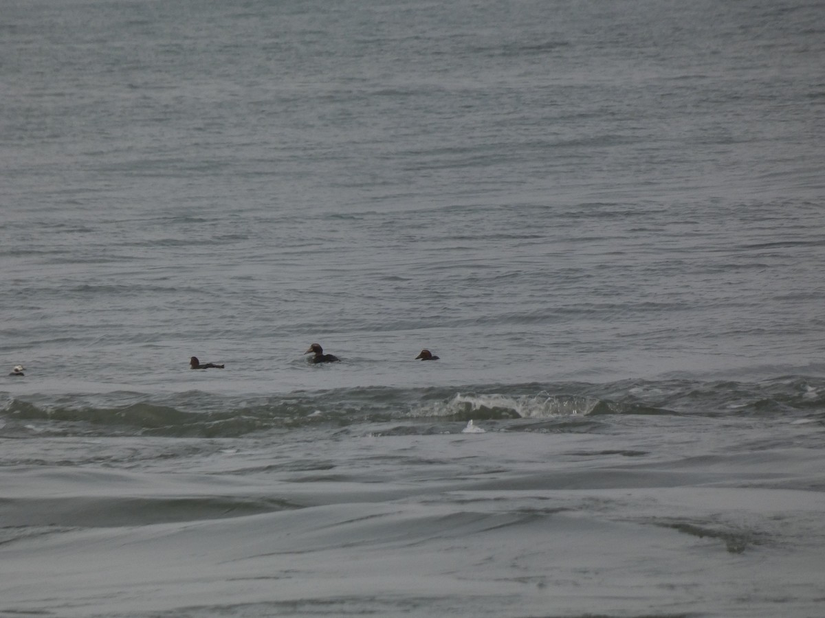 Edredone - ML646613780