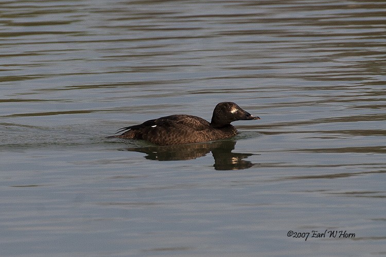 Ahatebeltz hegalzuri amerikarra - ML646613782