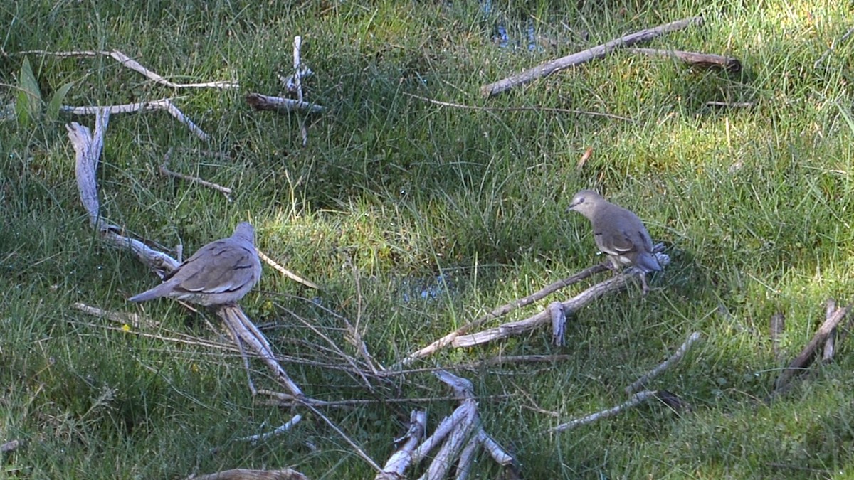 Picui Ground Dove - ML646613783