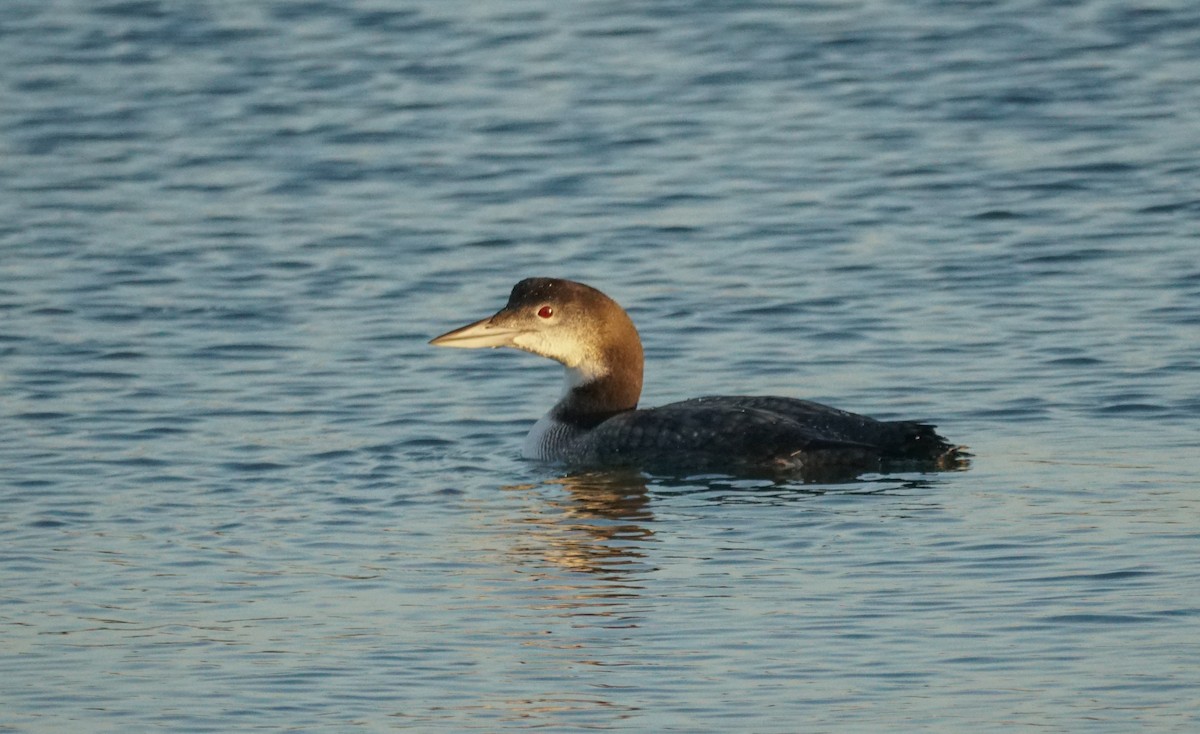 Common Loon - ML646613784