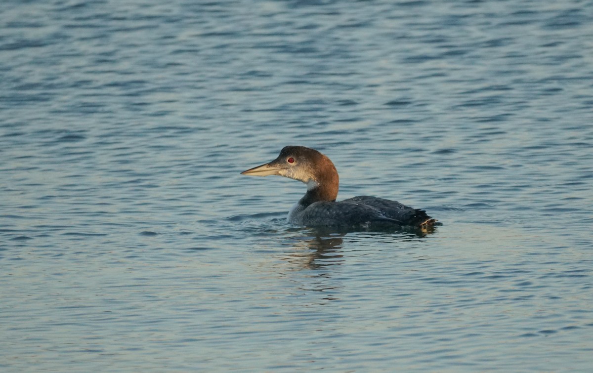 Common Loon - ML646613785