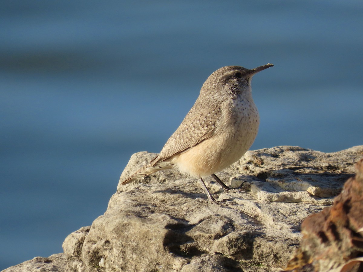 Rock Wren - ML646613786