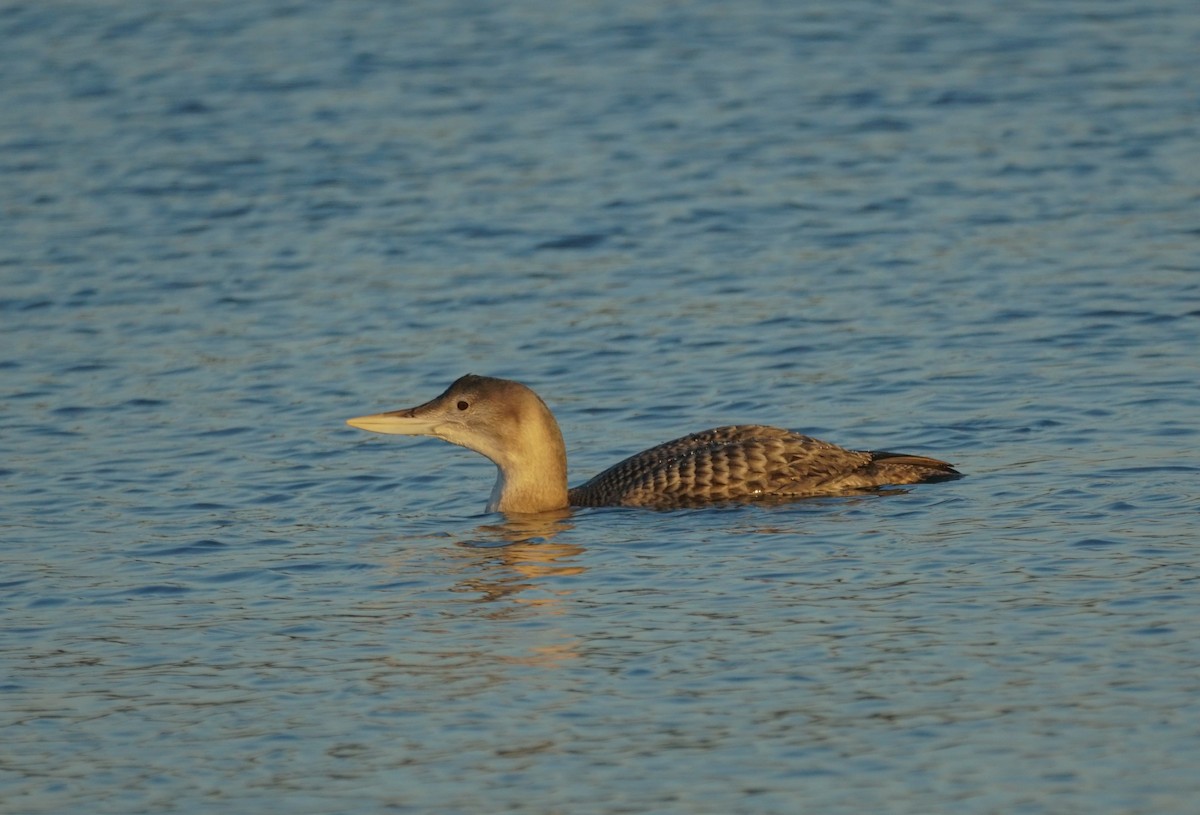 白嘴潛鳥 - ML646613790