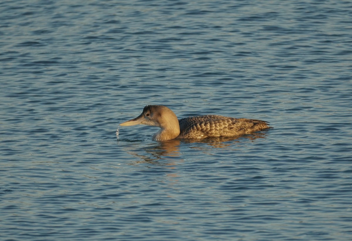 白嘴潛鳥 - ML646613791