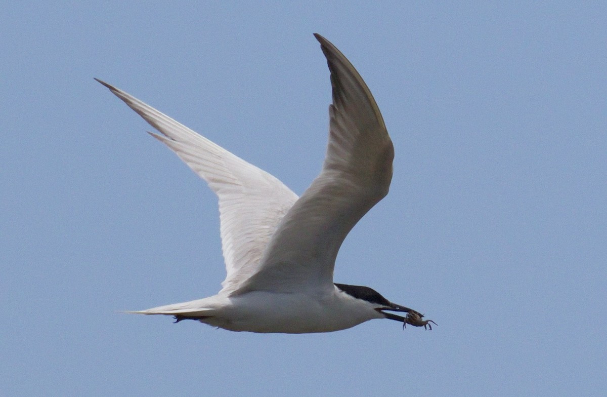 Бахим хараалай - ML646613793