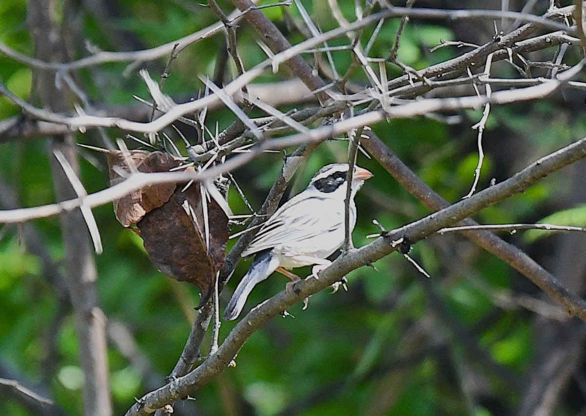 lomaspurv - ML646613795