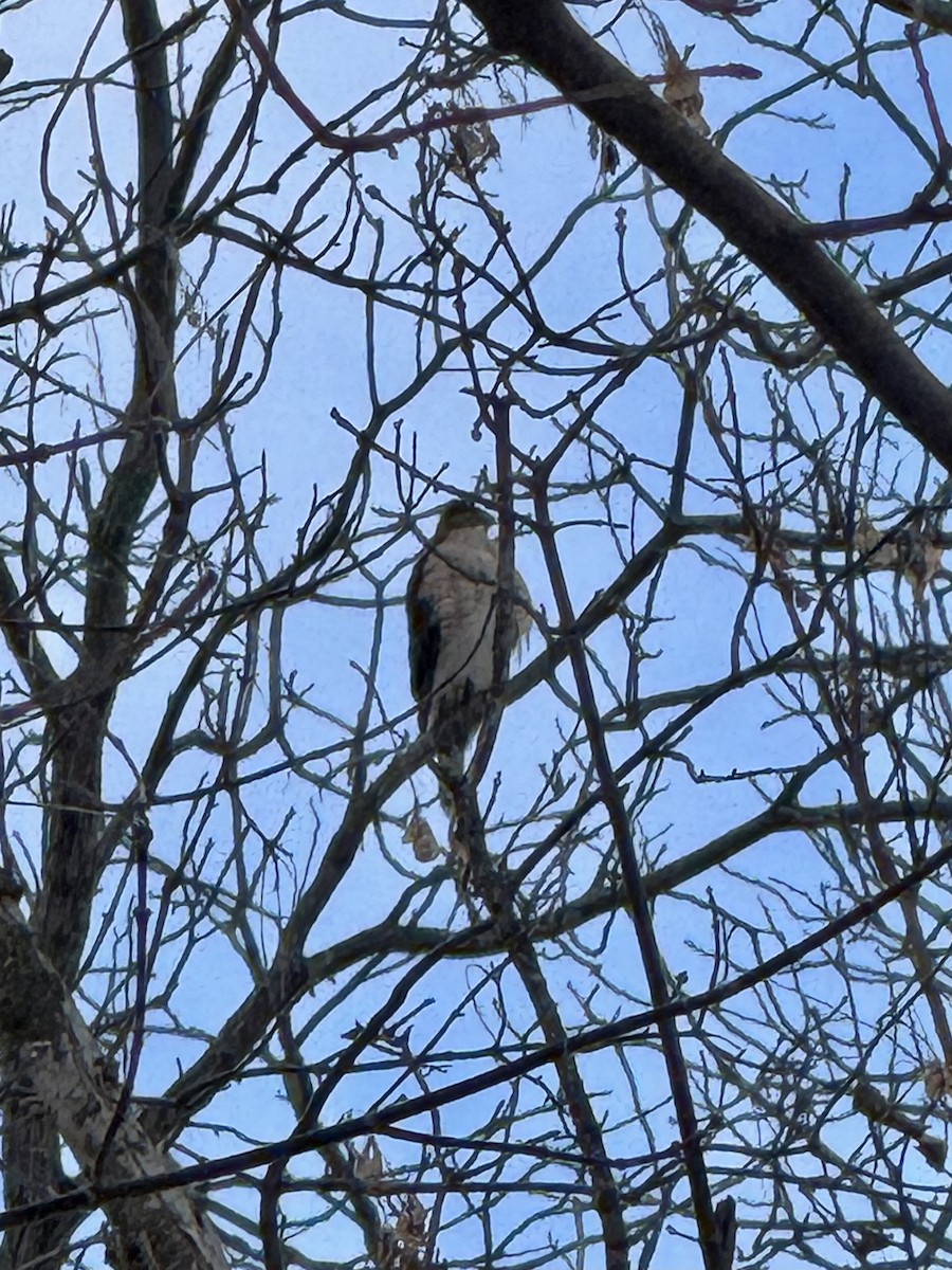Cooper's Hawk - ML646613796