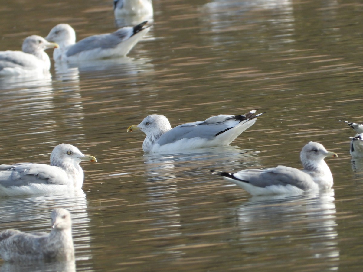 racek jezerní - ML646613797