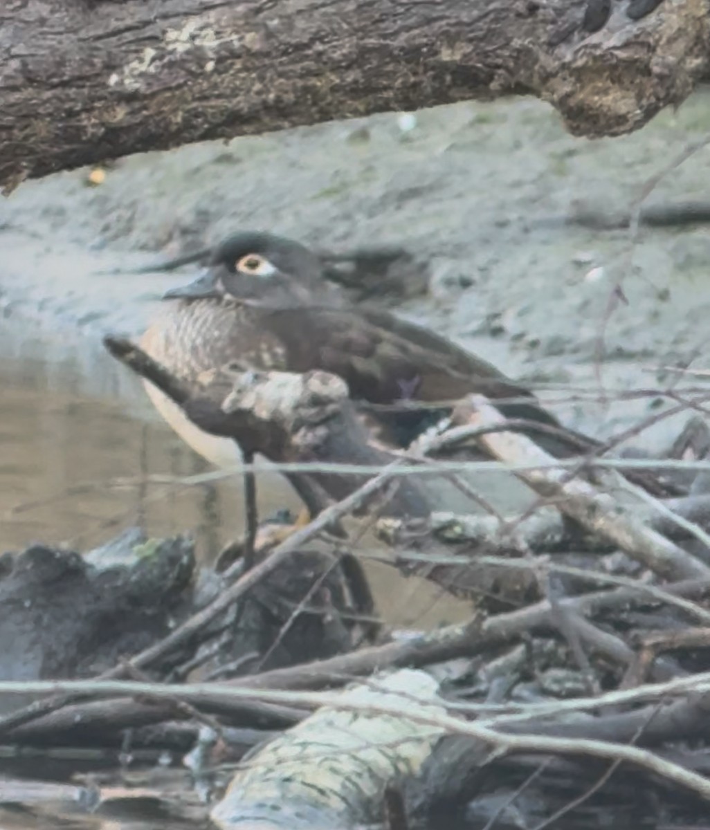Wood Duck - ML646613798