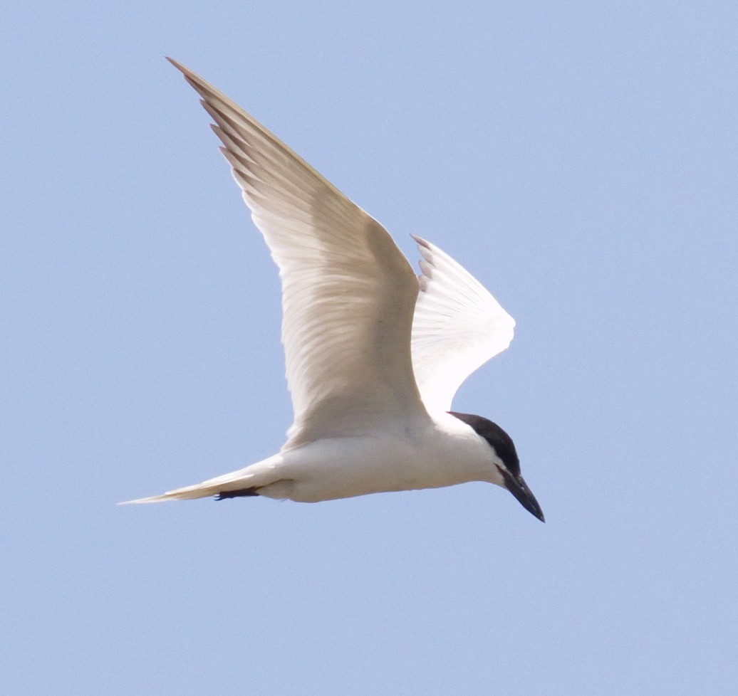 Бахим хараалай - ML646613800