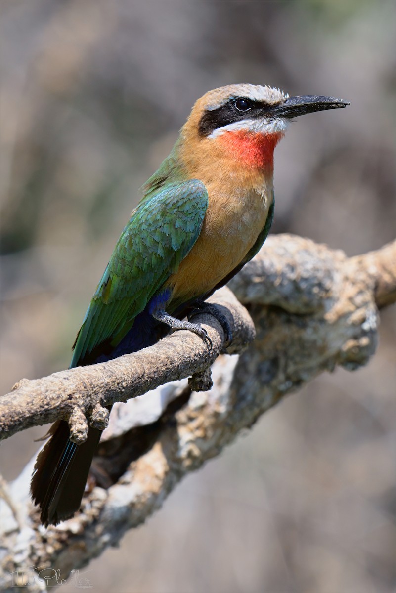 White-fronted Bee-eater - ML646613801