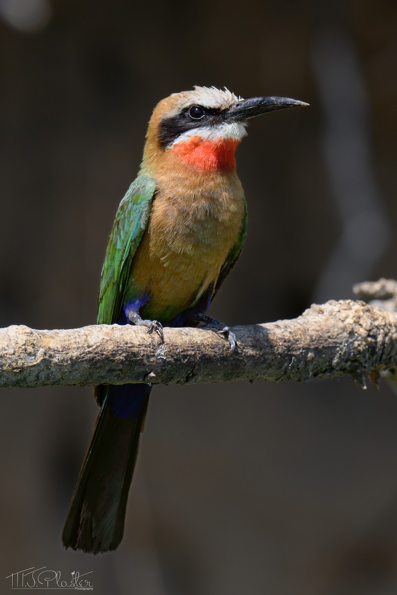 White-fronted Bee-eater - ML646613802