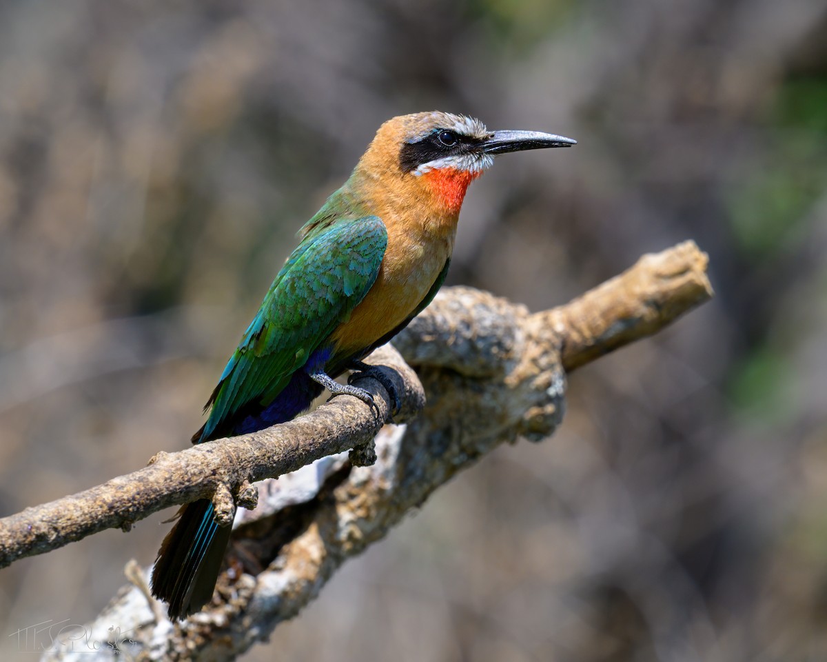 White-fronted Bee-eater - ML646613804
