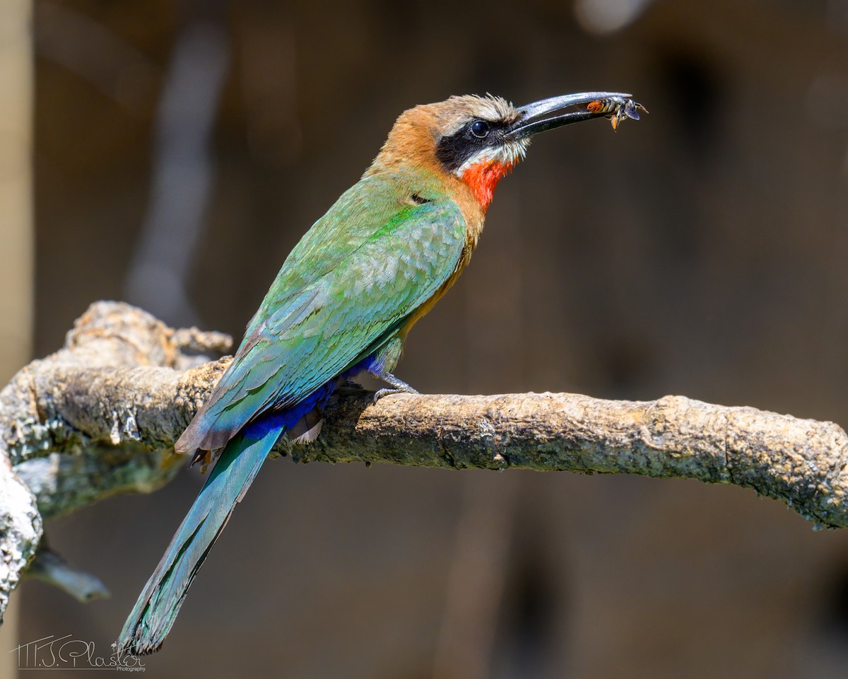 White-fronted Bee-eater - ML646613805