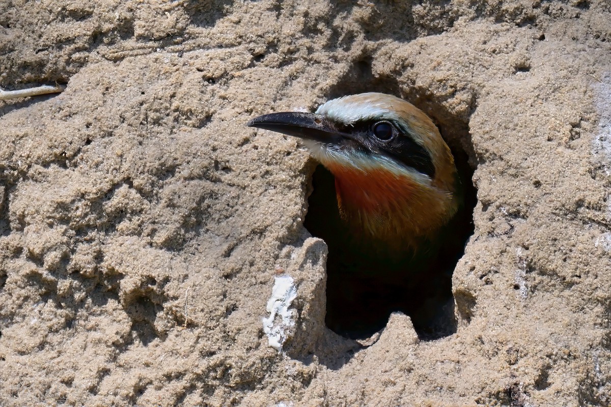 White-fronted Bee-eater - ML646613806