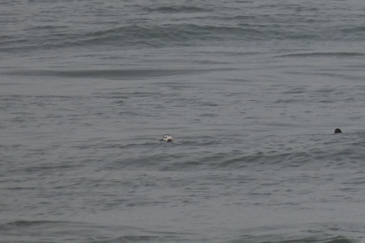 Moretta codona - ML646613808