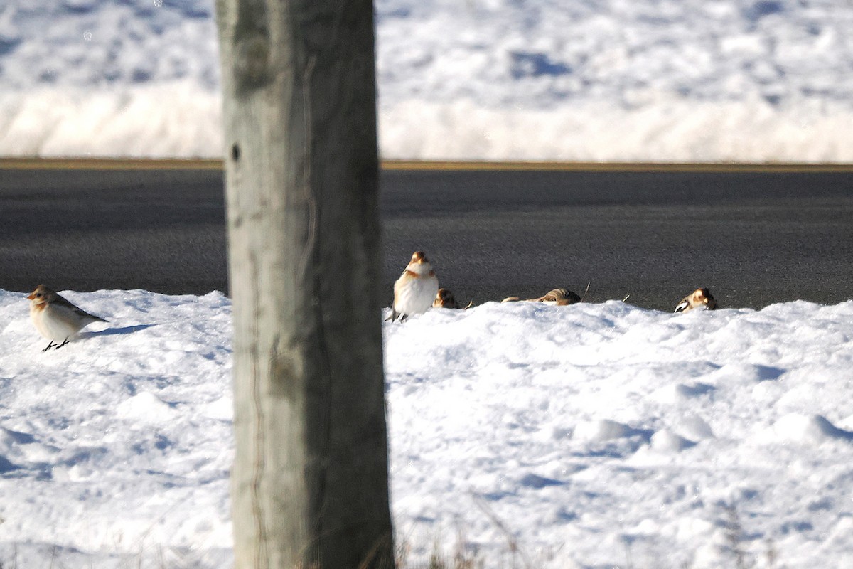 Snow Bunting - ML646613809