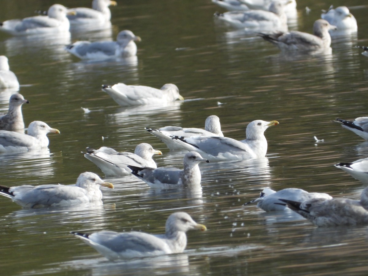 Ring-billed Gull - ML646613812