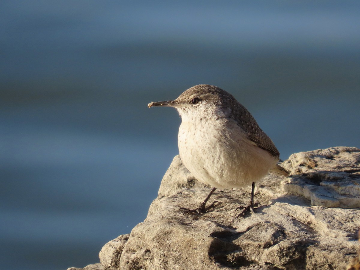 Rock Wren - ML646613814