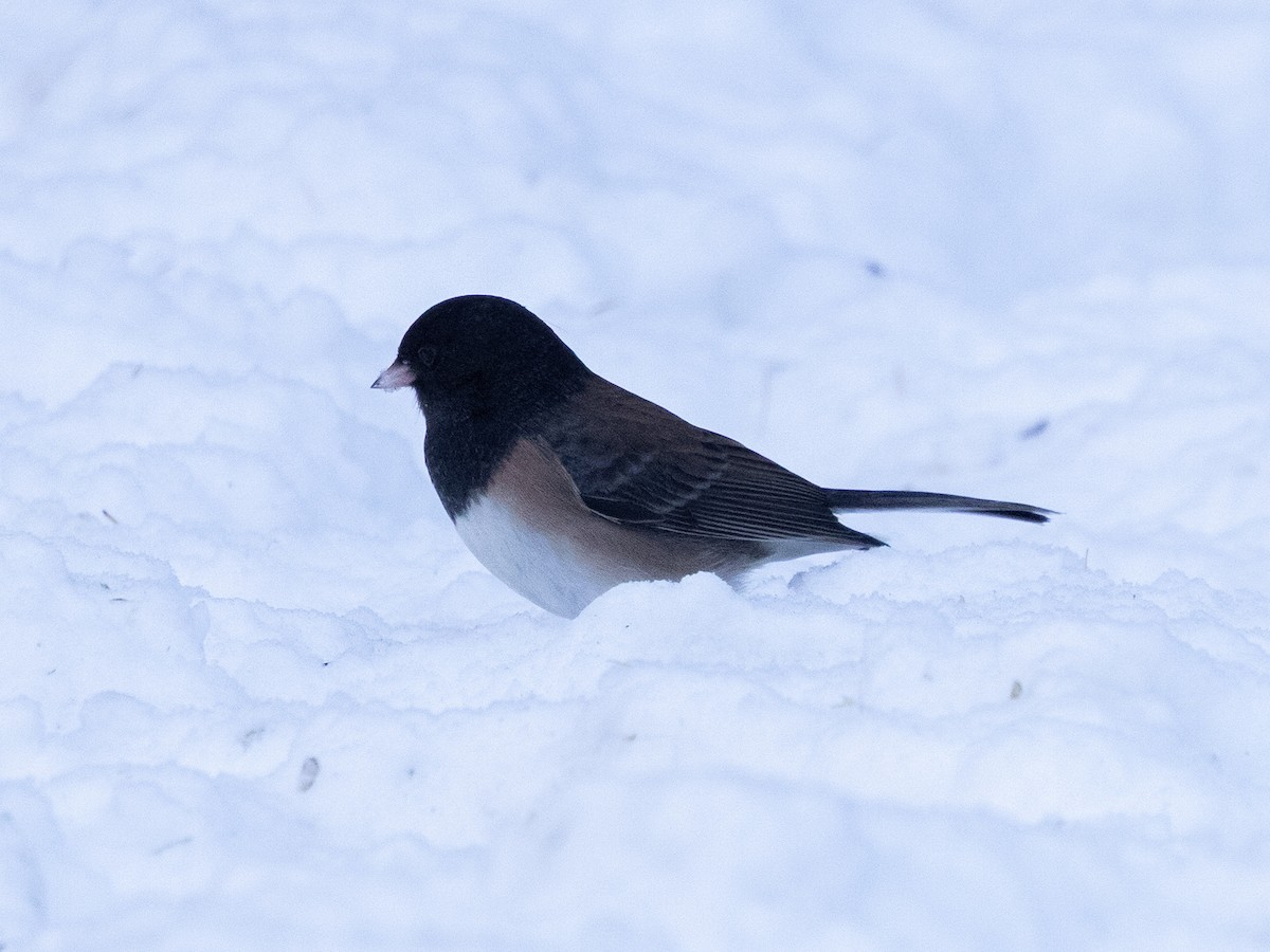 Dark-eyed Junco (Oregon) - ML646613816