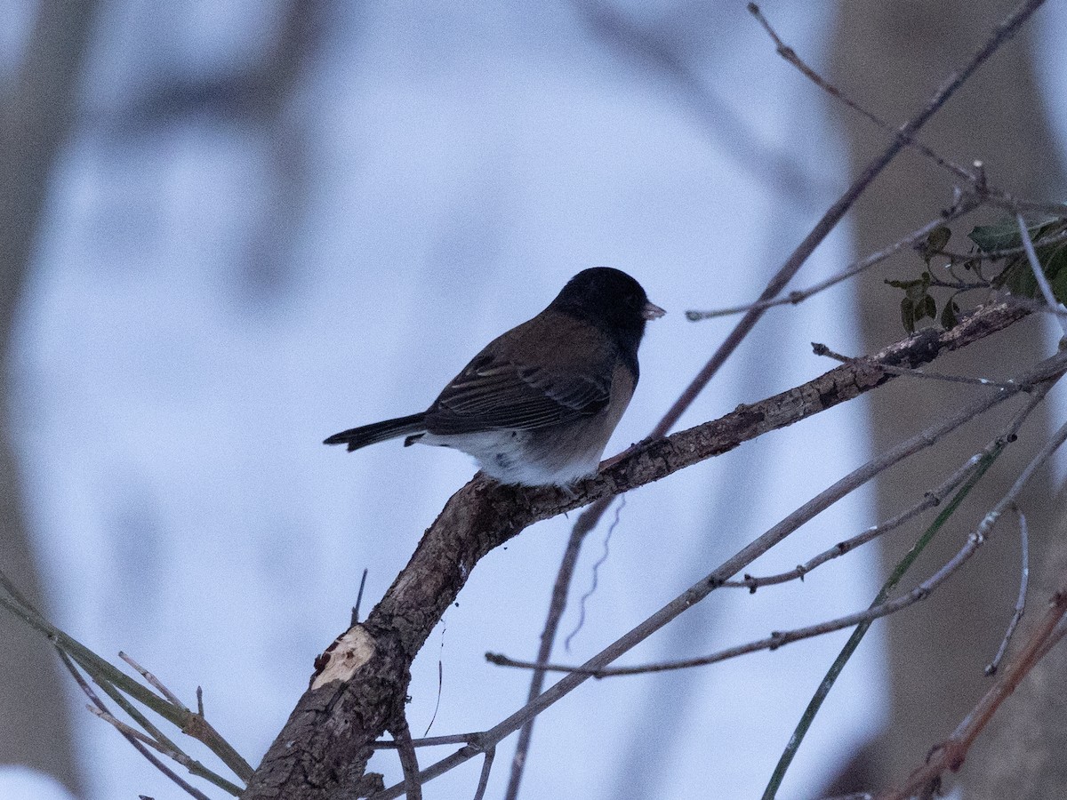 Dark-eyed Junco (Oregon) - ML646613817
