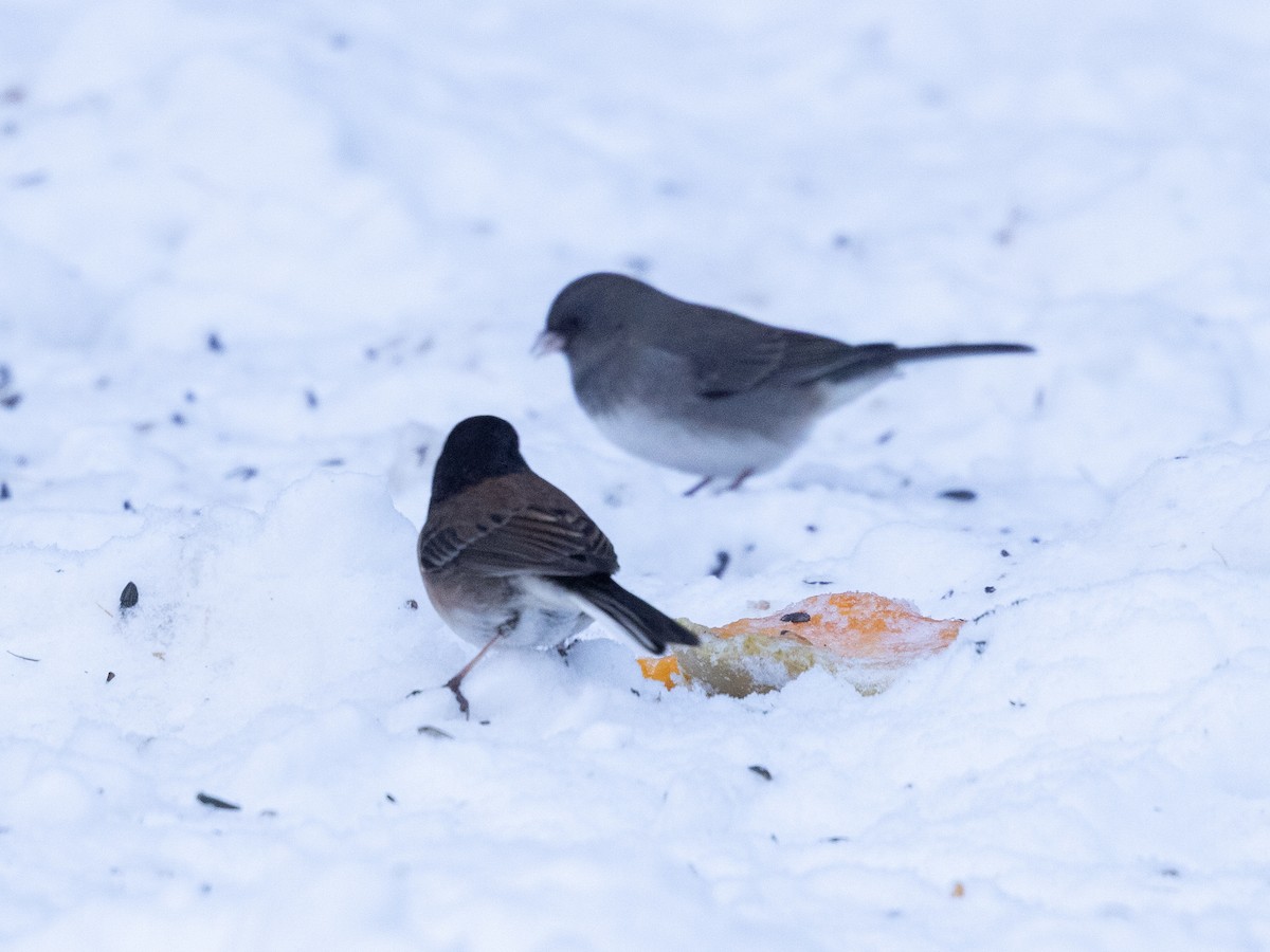 Dark-eyed Junco (Oregon) - ML646613818