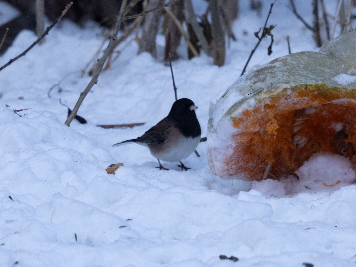 Dark-eyed Junco (Oregon) - ML646613819