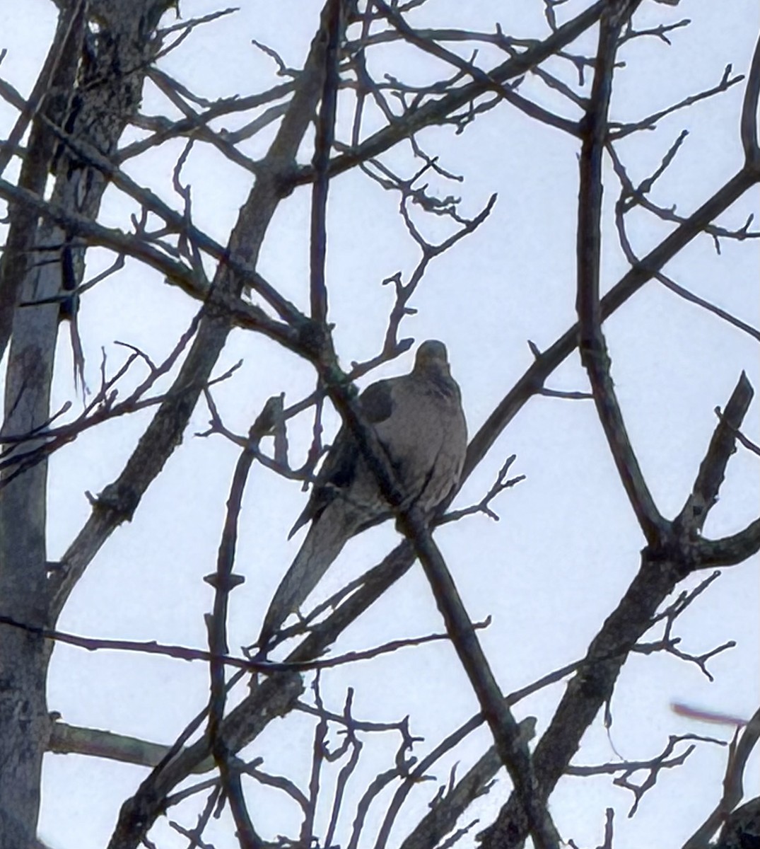 hrdlička karolínská - ML646613822