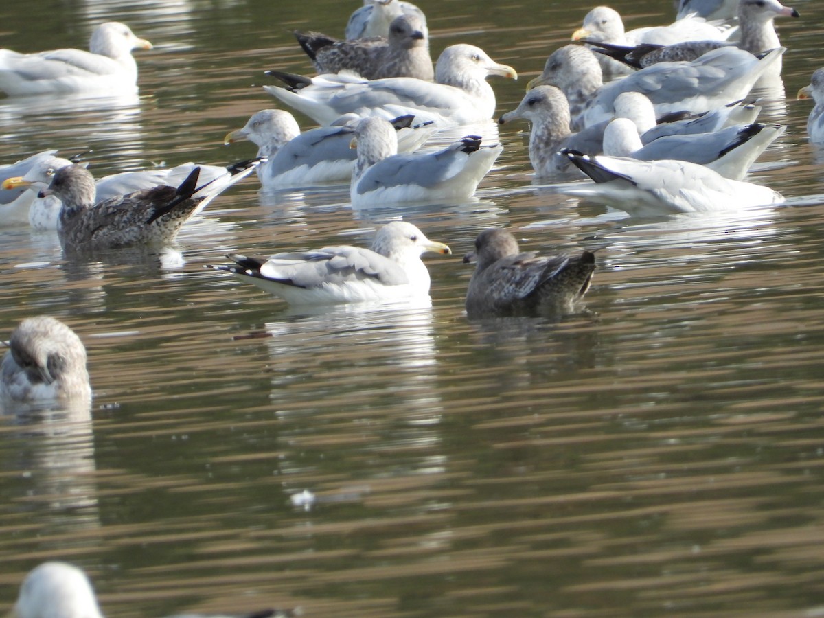 racek jezerní - ML646613825