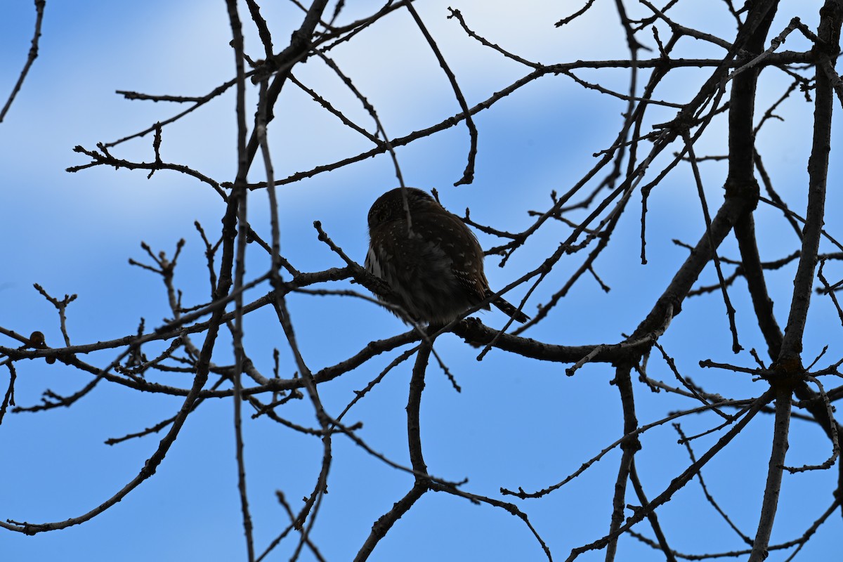 Northern Pygmy-Owl - ML646613826