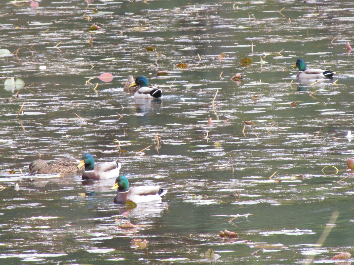 ברכיה - ML646613827