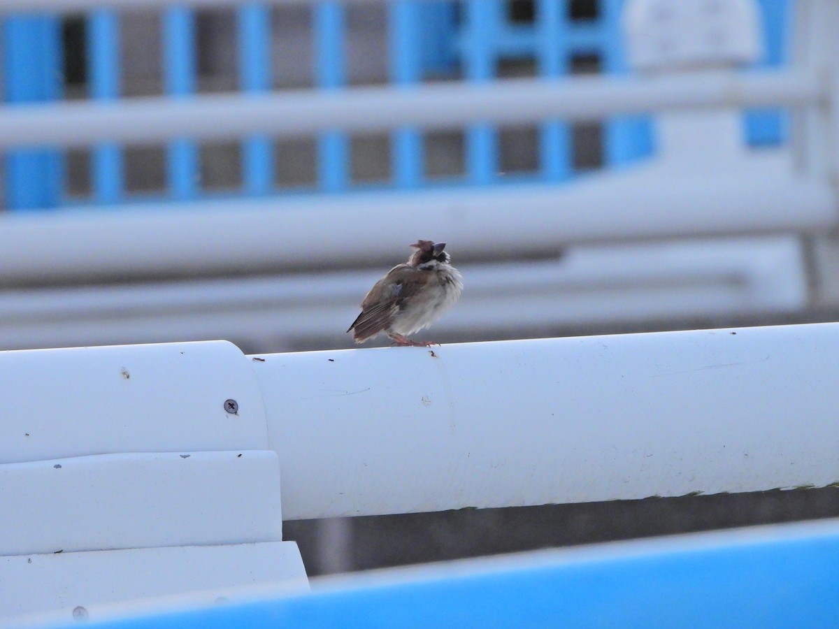 Ağaç Serçesi - ML646613828