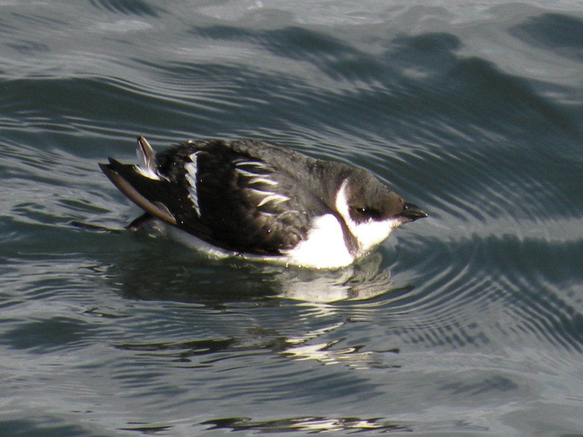 alkoun malý - ML646613831