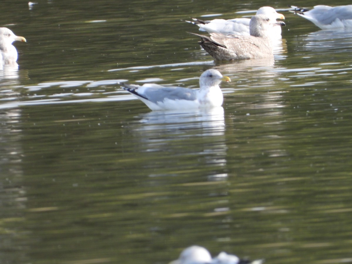 racek polární - ML646613832