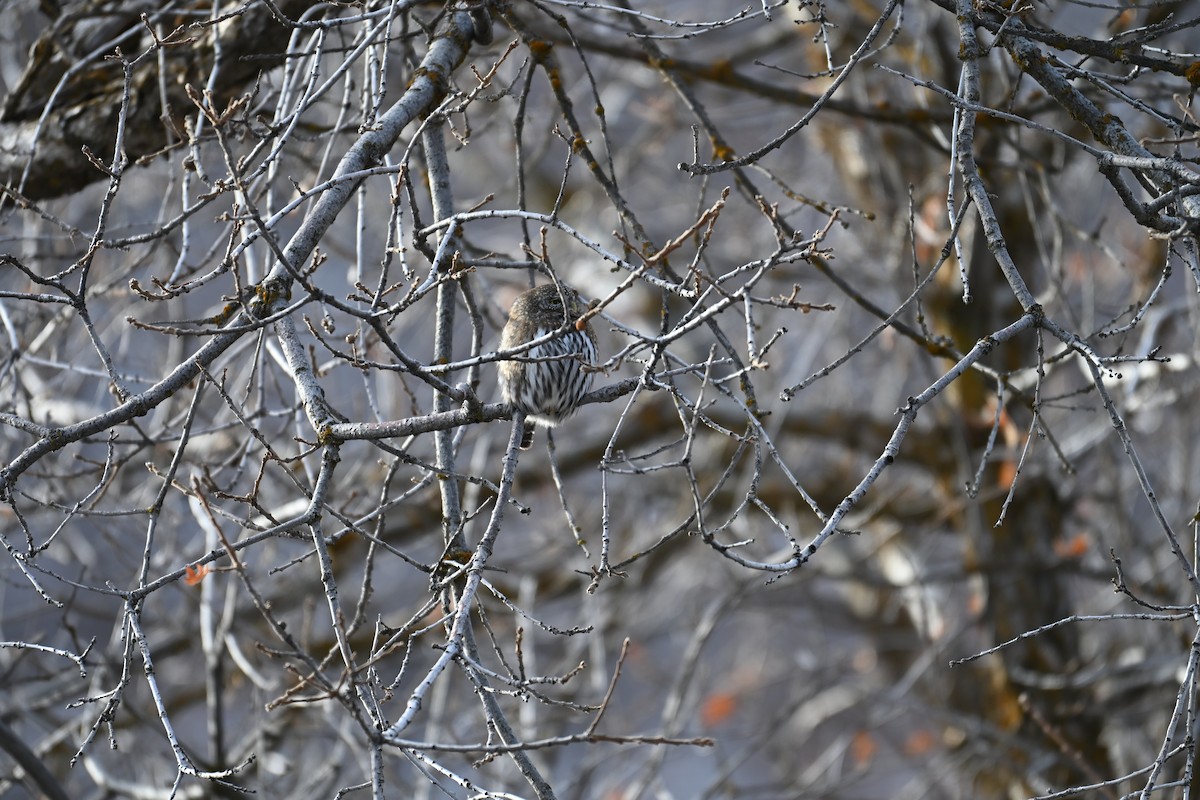 Northern Pygmy-Owl - ML646613836