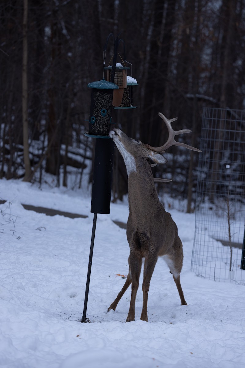 White-tailed Deer - ML646613837