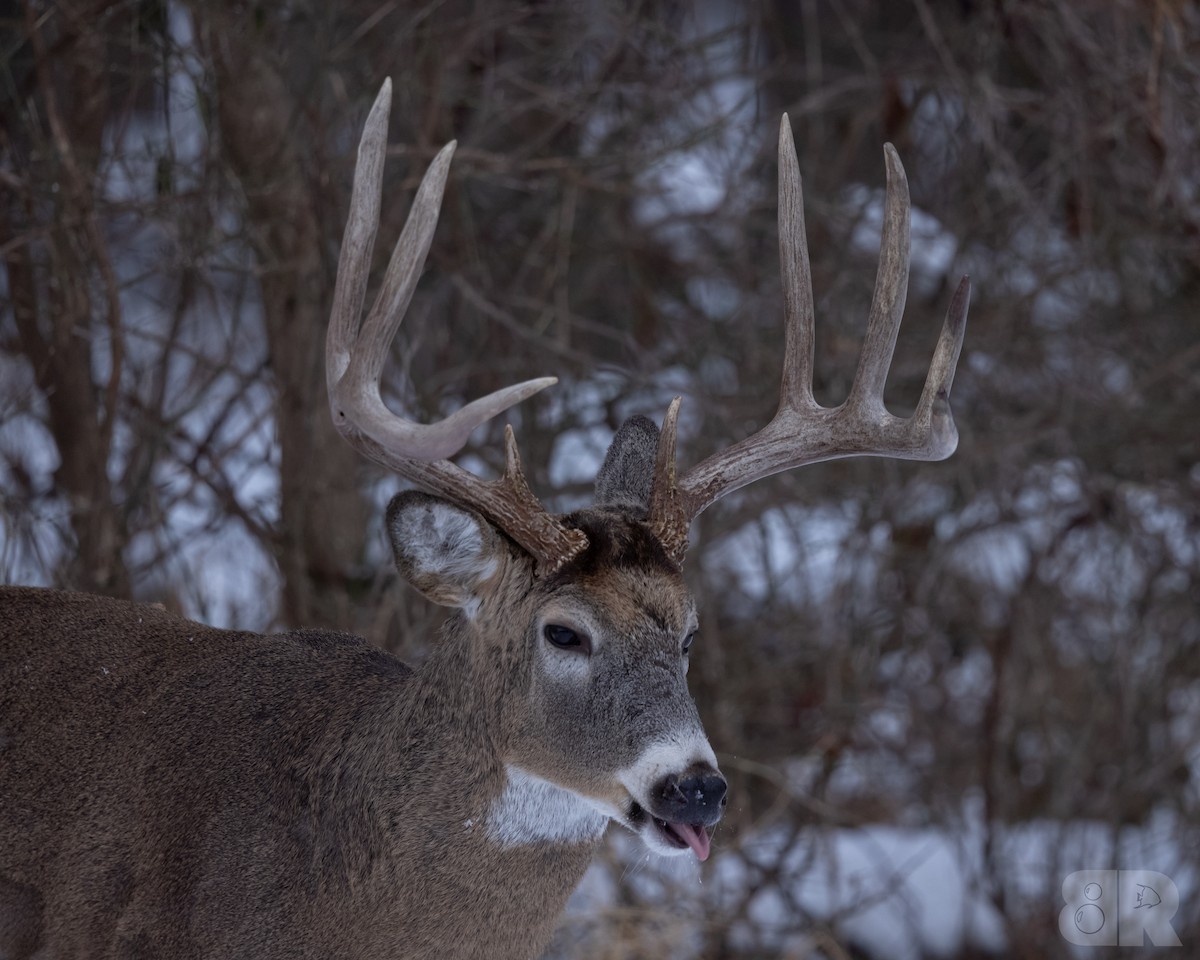 White-tailed Deer - ML646613839