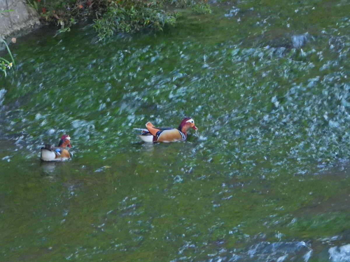 鴛鴦 - ML646613840