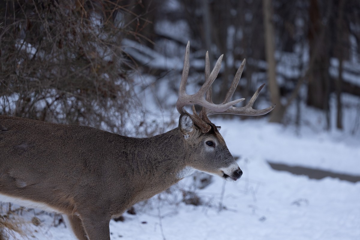White-tailed Deer - ML646613841
