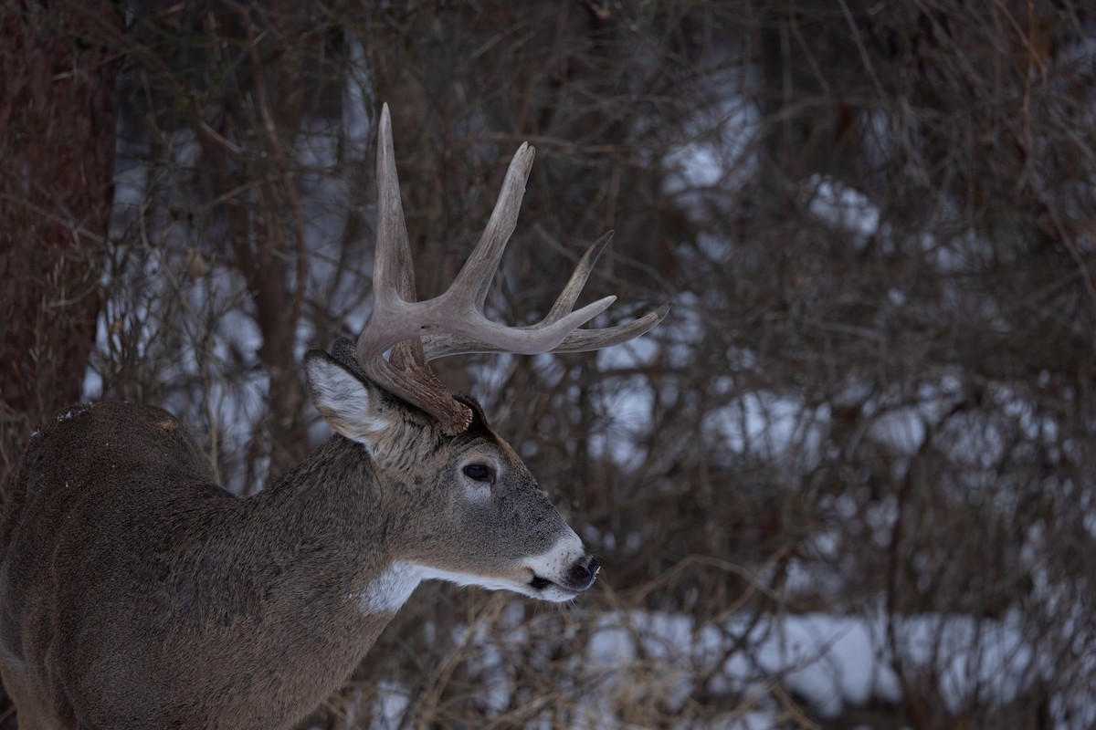 White-tailed Deer - ML646613842
