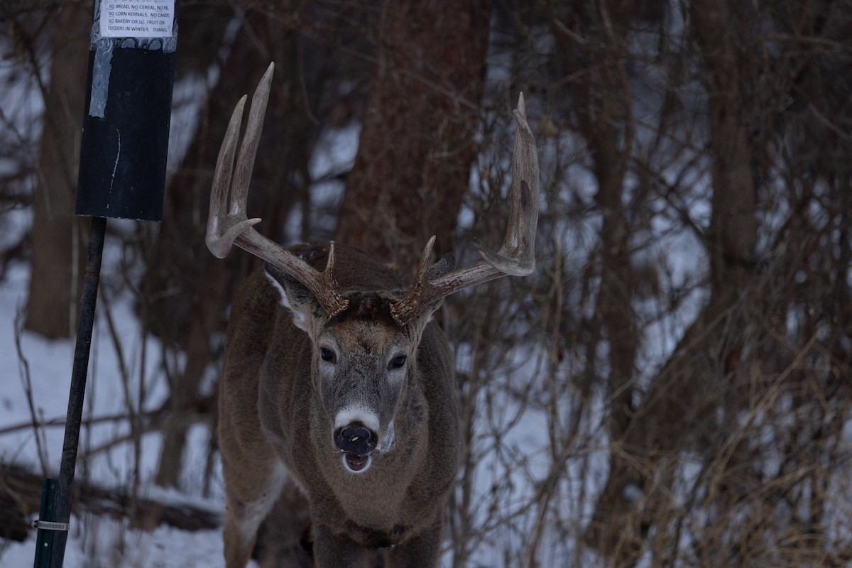 White-tailed Deer - ML646613843
